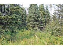 4 Forest, Rural Clearwater County, AB T4T2A4 Photo 4