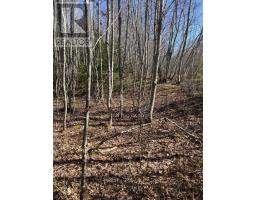 Old Halifax Road, Salt Springs, NS B0M1X0 Photo 4