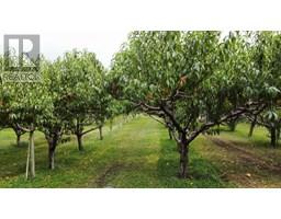 Kitchen - 459 18 Road, Oliver, BC V0H1T1 Photo 5