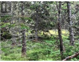 Lot 290 East Side Grand River Road, Grand River, NS B0E1M0 Photo 5