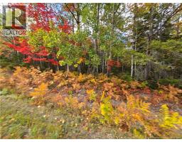 37 Acres Route 113, Inkerman, NB E8P1E2 Photo 5