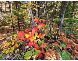 3 6 Acres Route 113, Inkerman, NB E8P1E2 Photo 5