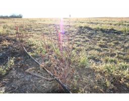 53425 Rge Road 273, Rural Parkland County, AB T7X3R9 Photo 5