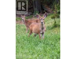 Lot 9 Mountain Road, Gambier Island, BC V0N1V0 Photo 3