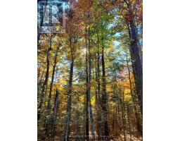 0 Bear Cave Road, Muskoka Lakes, ON P0C1J0 Photo 4