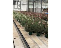 430 Concession 7 Road, Niagaraonthelake, ON L0S1S0 Photo 4