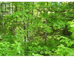 1839 Bear Cave Road, Muskoka Lakes, ON P0B1G0 Photo 5